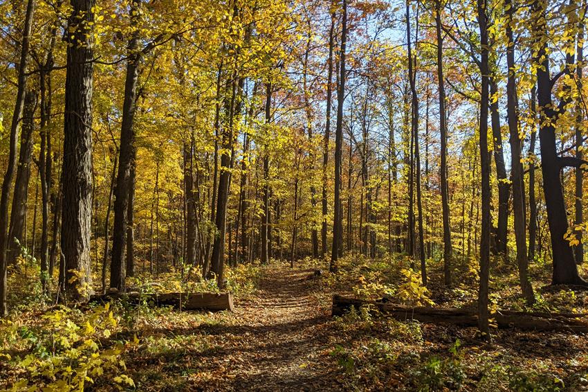 Oakwoods Nature Area 1